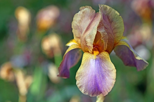 Baditude Iris by Deb Oppermann